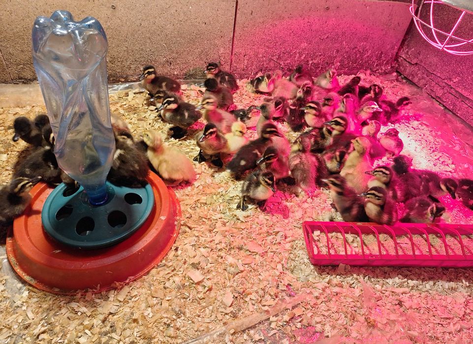 Boboci de rata colorata