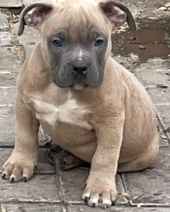 Щенки американский булли