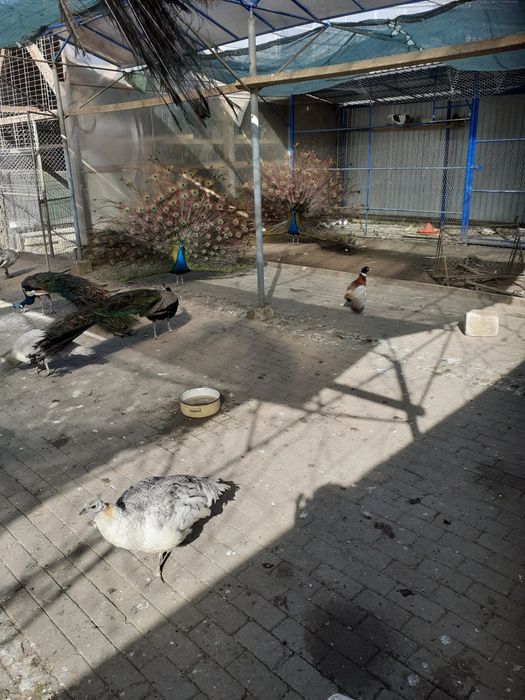 Vand pauni si fazani