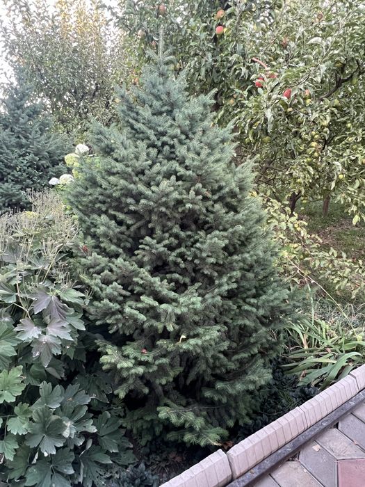 Продам Ели голубые, тяньшанские
