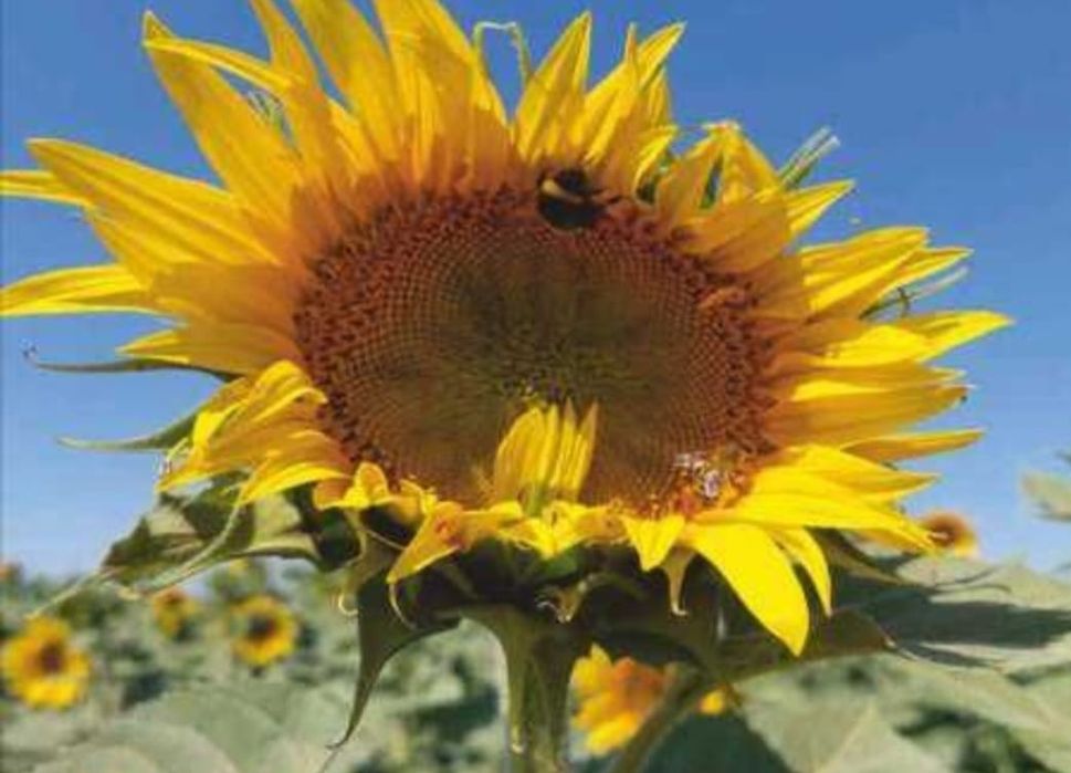 Sămânță Floarea Soarelui pe erbicidare EXPRESS sac 90/150.000 boabe