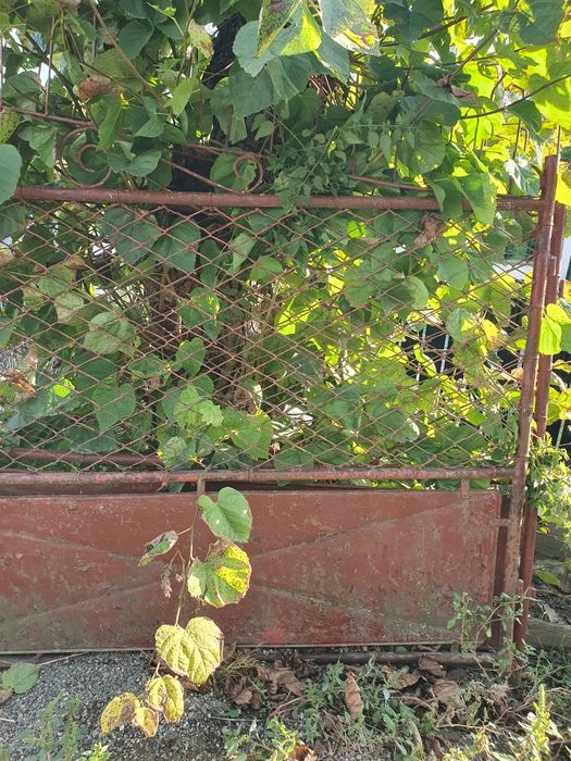 Vând poartă din fier