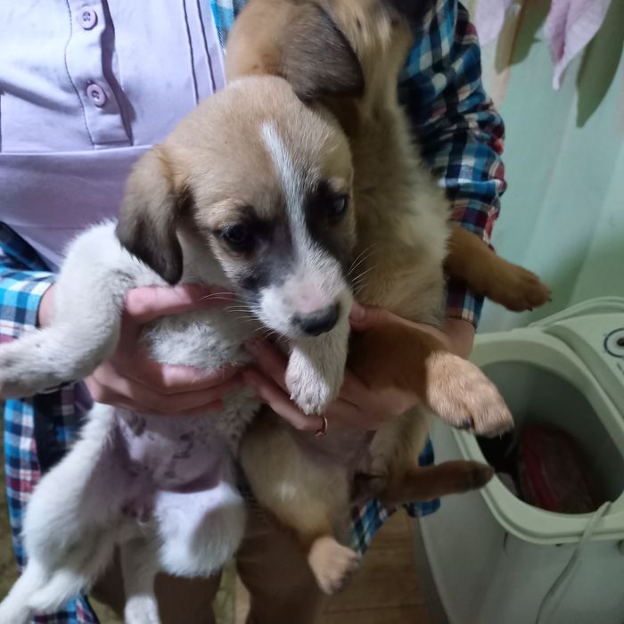 Отдам даром в хорошие ручки.