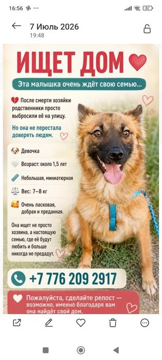 Собачка лайка, рвжая, 1, 5 годик.а