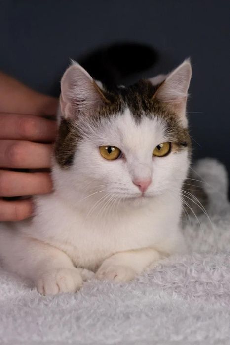 Кошечка Лиза в любящие руки