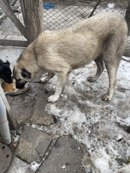 Female Kangal 8 luni