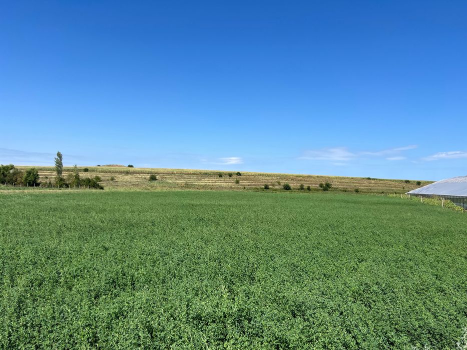 Lucernă de vânzare