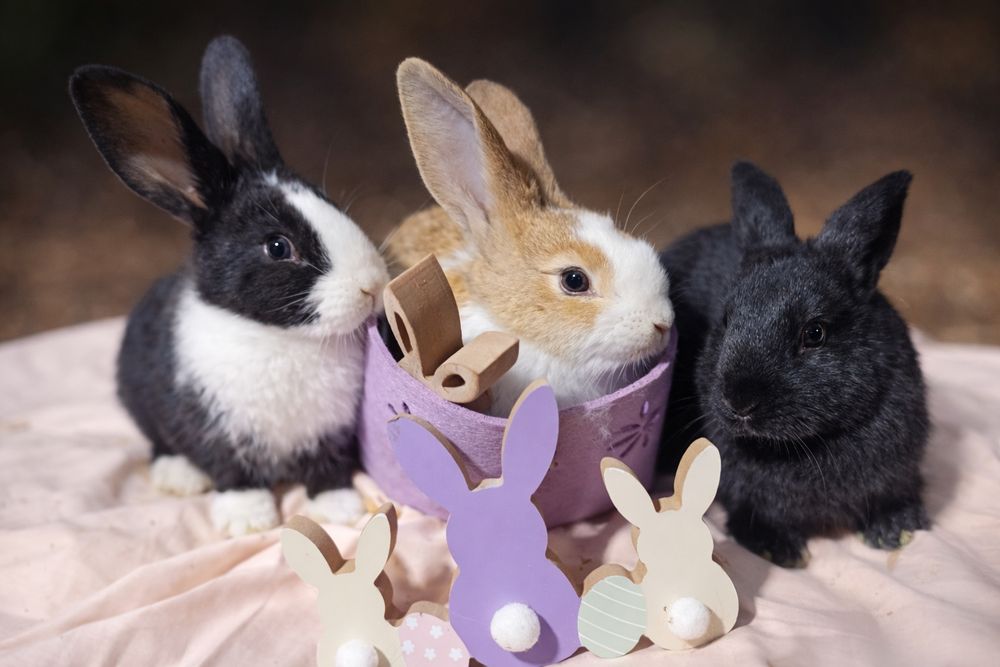 Vand hycole francez masculi