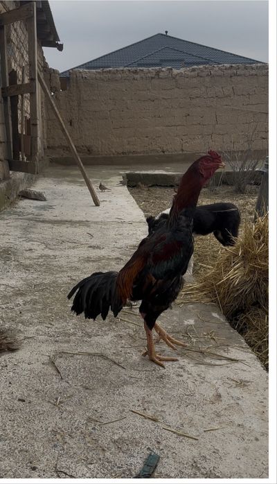 Дакан шамо карейц