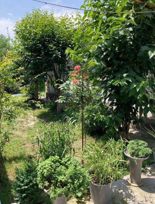 Аренда Участок 5 ком Сергили