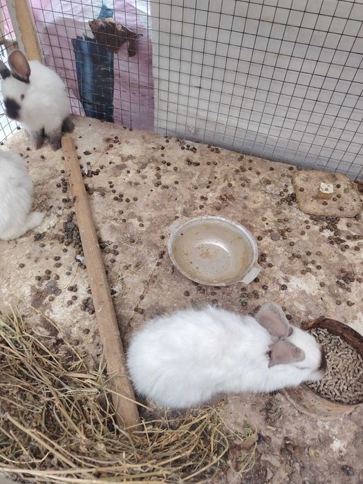 Quyon bolari sotiladi