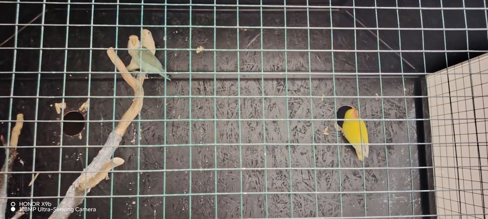 Qushlar uyasi bilan sotiladi