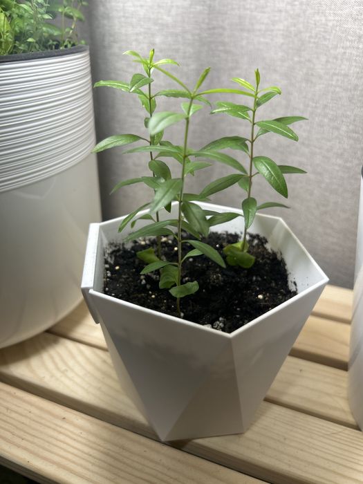 Сеянцы саженцы граната