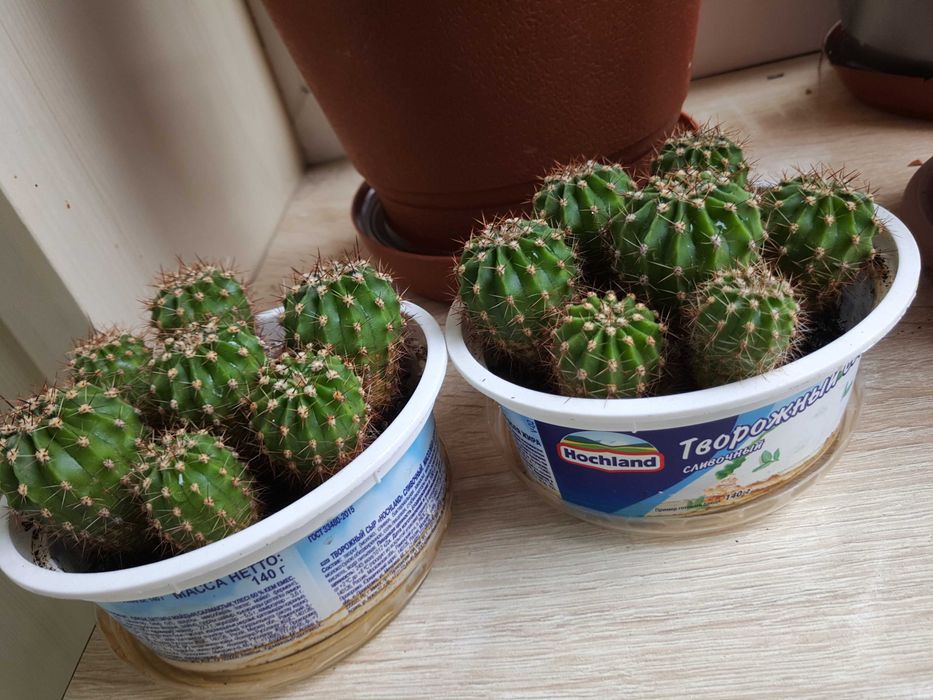 Бегония королевская.