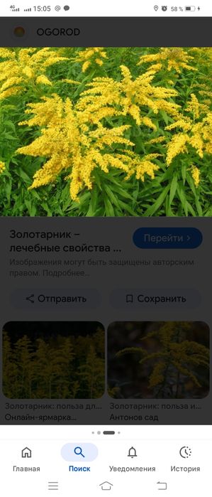 Продам цветы  многолетники