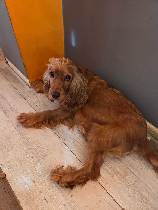 Кучета за трюфел