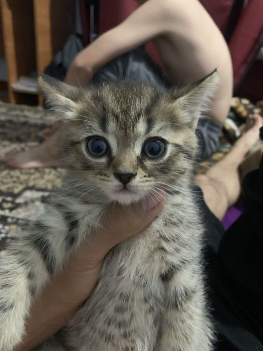 Mushuk sotiladi продаётса кошка