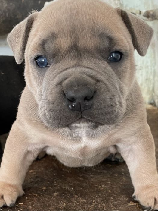 Щенки американский булли