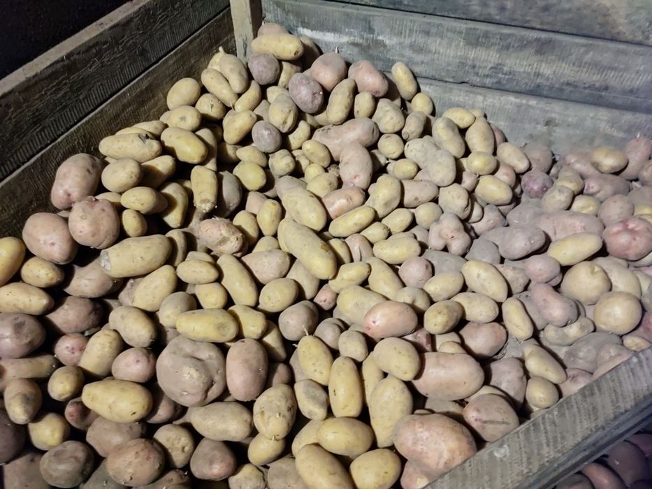 Продам картофель