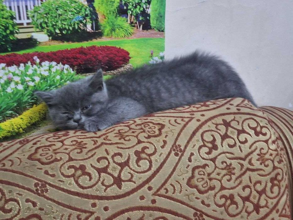 Продаётся кошка  срочно