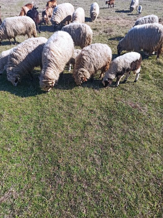 Oi și capre (breze și alpine)