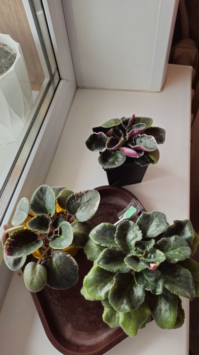 Сортовые фиалки недорого