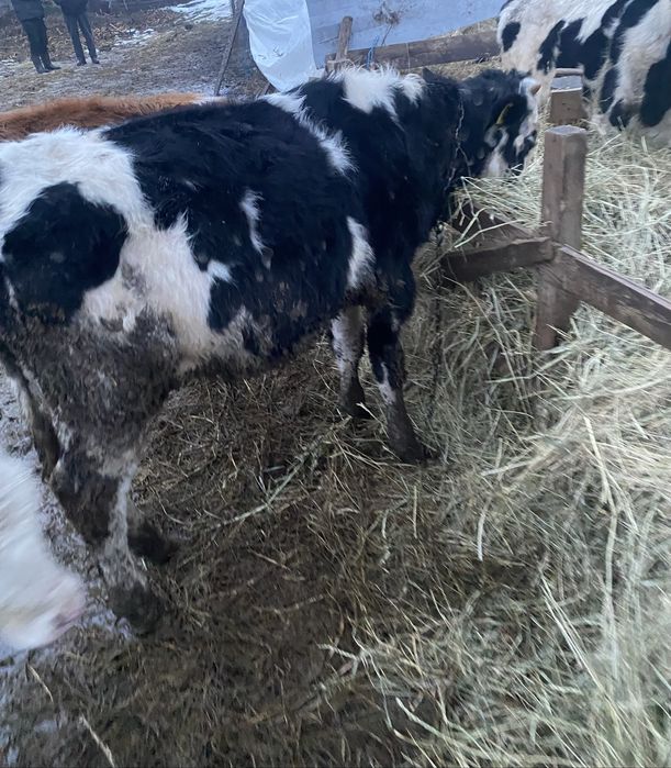 De vanzare 4 vitele și 4 tauri