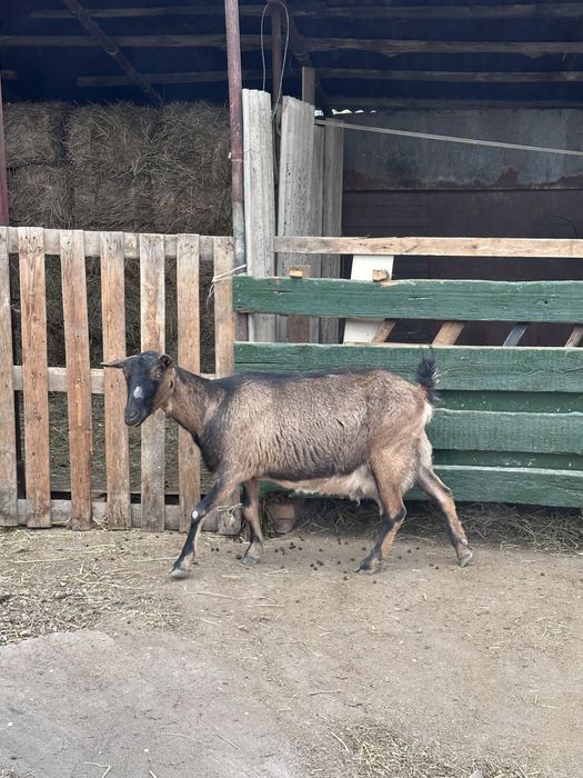 Альпийский ешкі сатылады