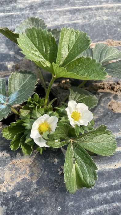 Клубника Мурано