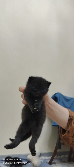Скотиш страйт боллари