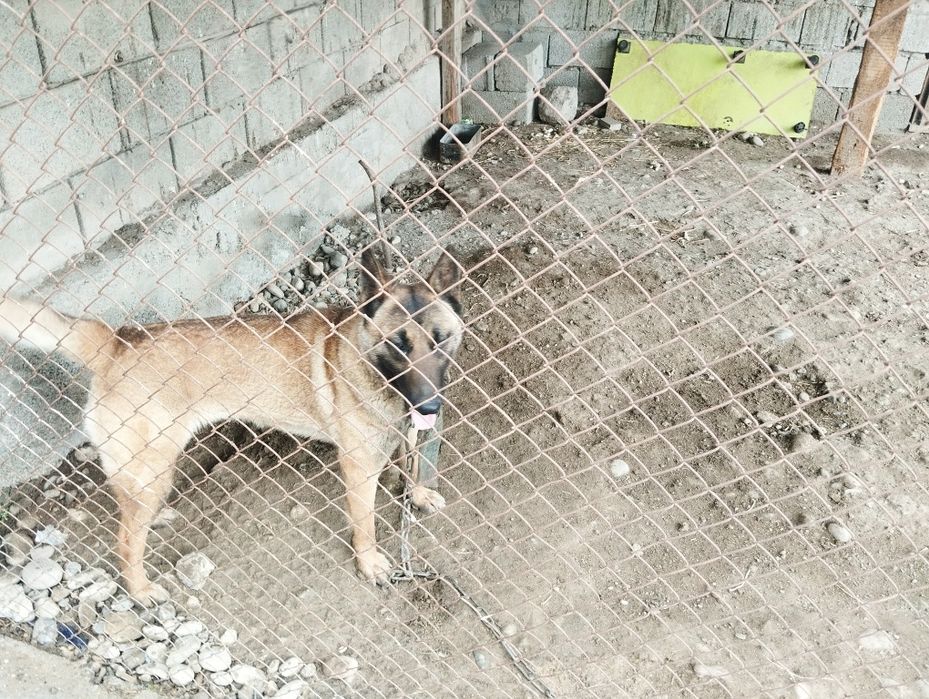 Бельгийский овчарка