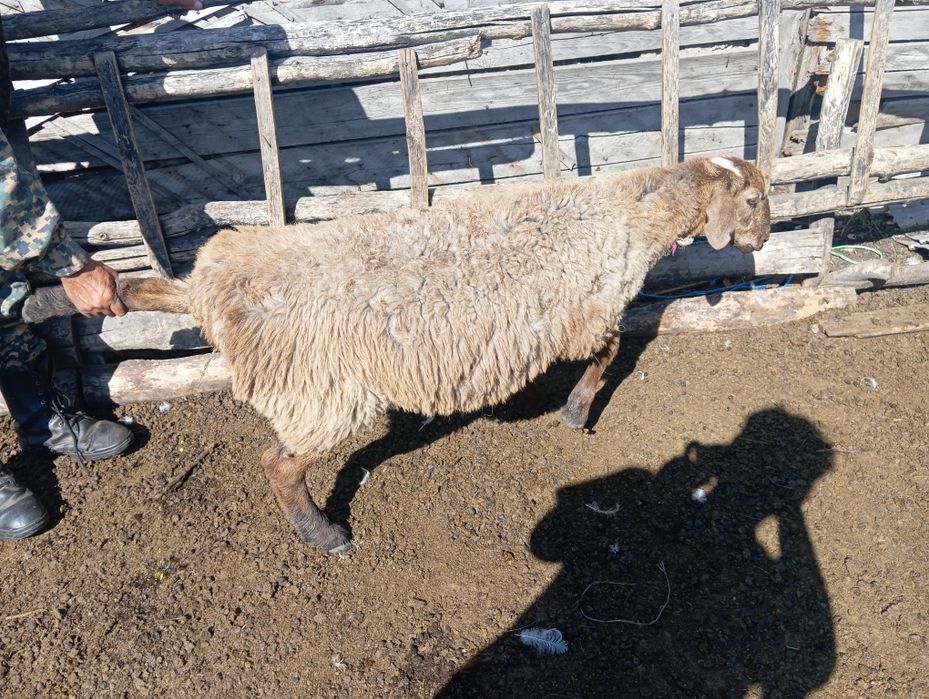 Продам 3 БАРАНА не больших