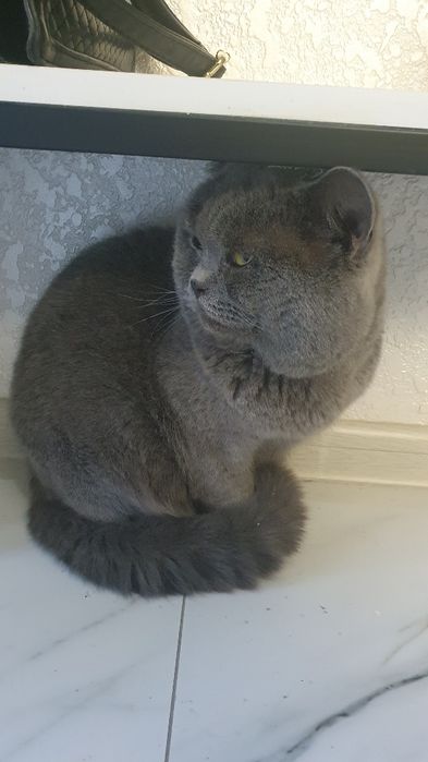 British Shorthair zotidagi mushuk.