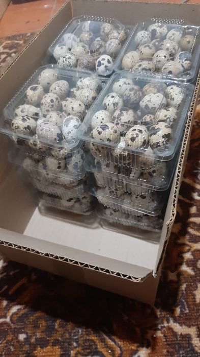 Бөдене жұмыртқасы  30