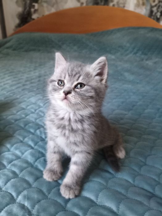 Британски котенца