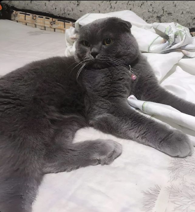 Вияскага кони тоза британский