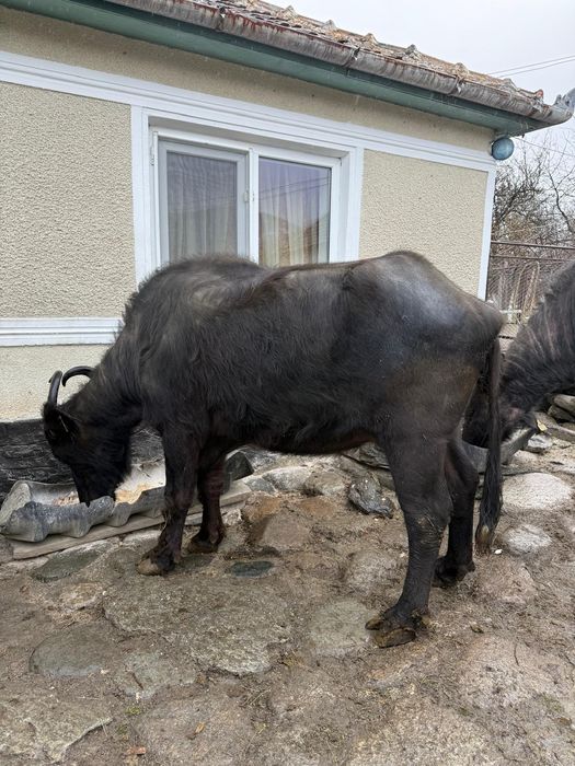 Vând două bivolițe sănătoase - bune de lapte