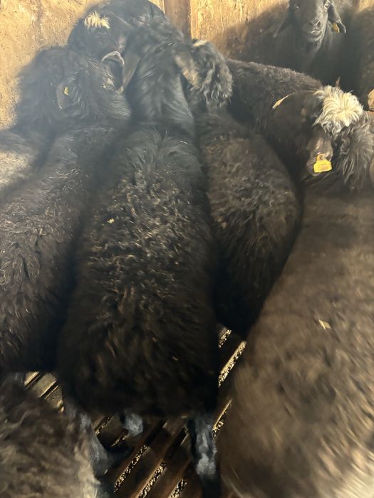 Бордакы кошкар кой токты