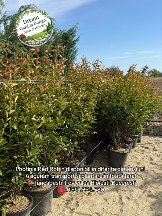 Plante ornamentale decorative perfecte pentru curtea dvs