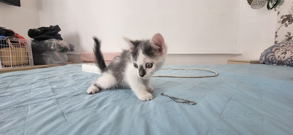 Отдам котят в хорошие руки