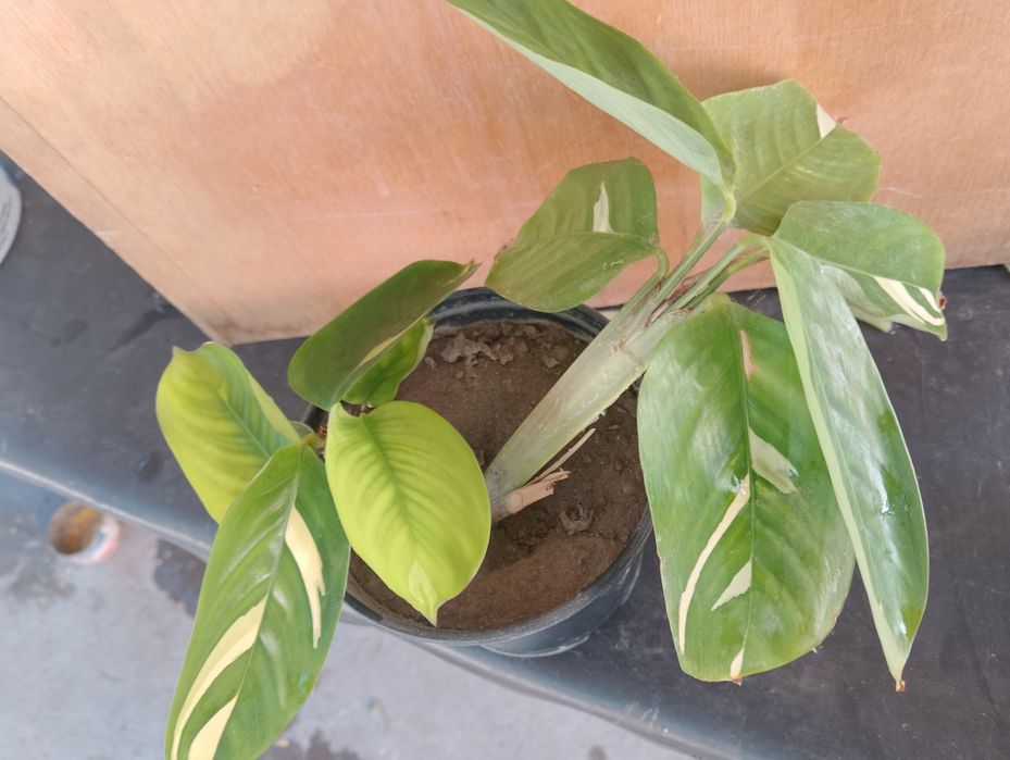 Продам  ктенанту