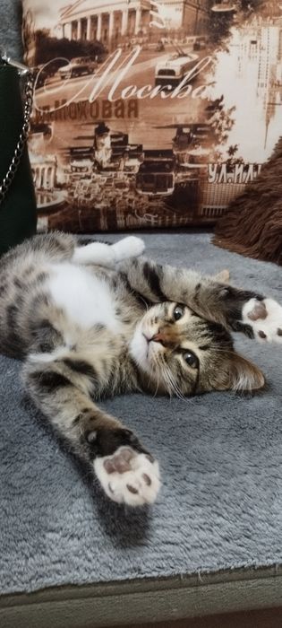 Отдам кошечку в добрые руки