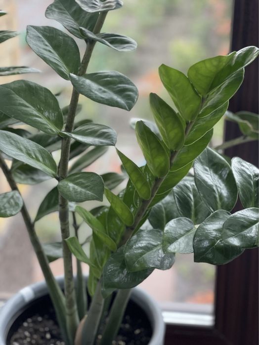 Продаем долларовое дерево Замиокулькас .Создаст уют в доме, в офисе .