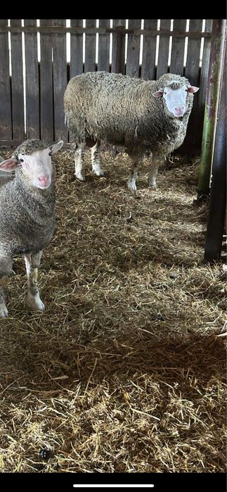 Berbec ile de france de 3 ani