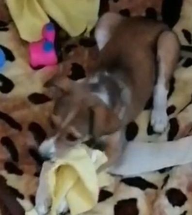 Щенок девочка пристраиваеться