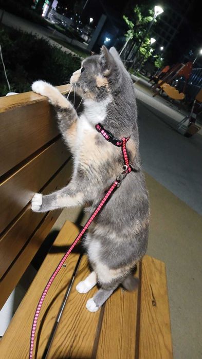 Кошка породистая