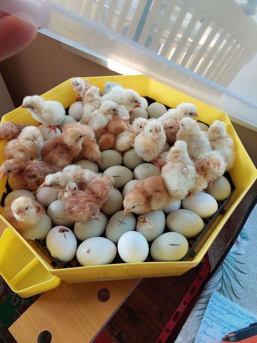 Разплодни яйца от Ексел