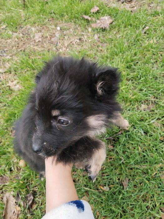 Щенки в хорошие руки