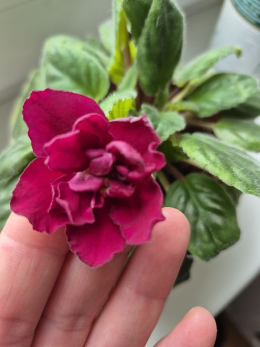 Фиалка махровая.Драцена