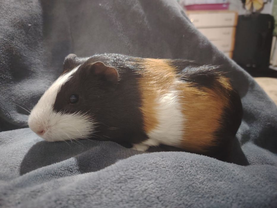 Продам морских свинок мальчиков